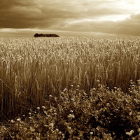 Buy canvas prints of Harvest Time Barley / Wheat Field, Stormy Skies &  by Mark Purches