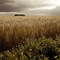 Buy canvas prints of Moody Barley Field with Stormy Sky at Harvest Time by Mark Purches