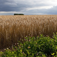 Buy canvas prints of Dramatic Barley Field with Stormy Sky at Harvest T by Mark Purches