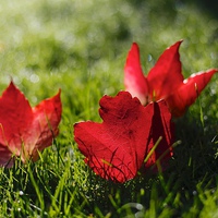 Buy canvas prints of Beautiful Red Autumn / Fall Leaves by Mark Purches