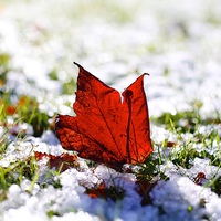Buy canvas prints of Last Autumn Leaf Standing in First Snow of Winter by Mark Purches