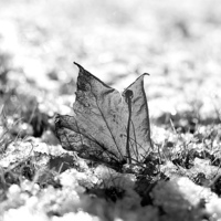 Buy canvas prints of Last Autumn Leaf Standing in First Snow of Winter  by Mark Purches