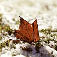 Buy canvas prints of Last Autumn Leaf Standing in First Snow of Winter  by Mark Purches