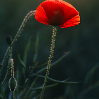 Buy canvas prints of Single Poppy Flower Glowing in Warm Evening Sun by Mark Purches