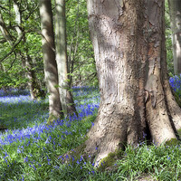 Buy canvas prints of Bluebell Carpet by Steve Glover