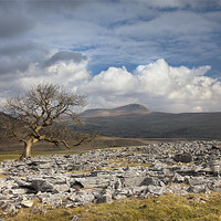 Buy canvas prints of Pen-y-ghent From Pot Scar by Steve Glover