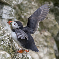 Buy canvas prints of Puffin at Bempton Cliffs by john kerrison