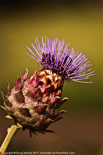 Thistle Picture Board by Doug McRae