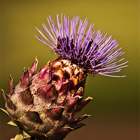 Buy canvas prints of Thistle by Doug McRae