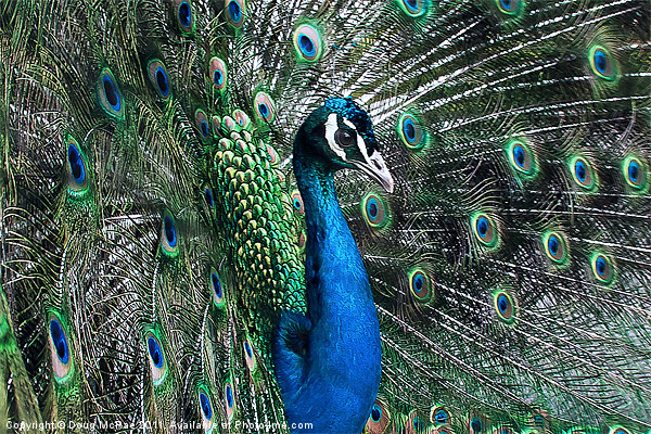 Peacock Picture Board by Doug McRae