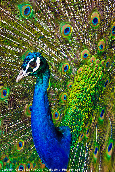 Peacock 2 Picture Board by Doug McRae