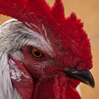 Buy canvas prints of Rooster by Doug McRae