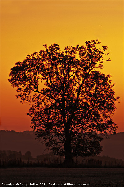 Oak at dawn Picture Board by Doug McRae