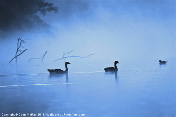 Geese in the mist Picture Board by Doug McRae