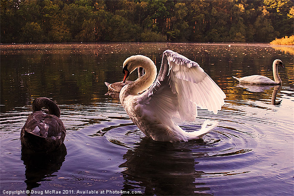 Morning Swans Picture Board by Doug McRae