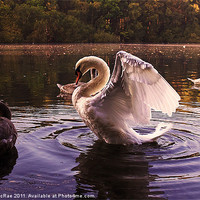 Buy canvas prints of Morning Swans by Doug McRae