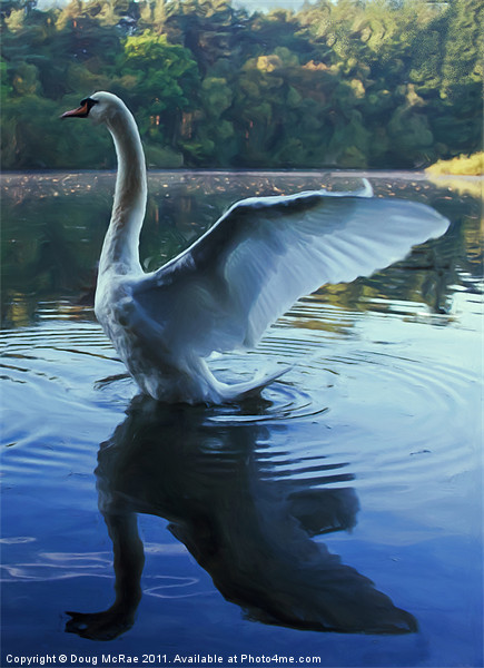 Painted swan Picture Board by Doug McRae