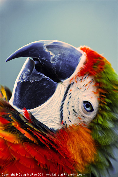 Macaw Portrait Picture Board by Doug McRae