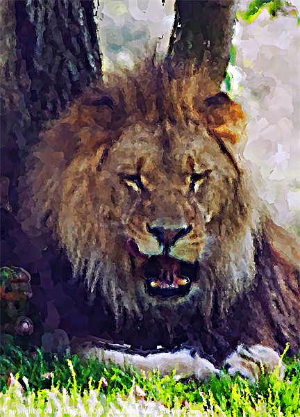 Lion painting Picture Board by Doug McRae