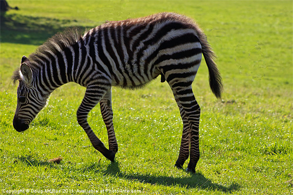 Zebra foal Picture Board by Doug McRae