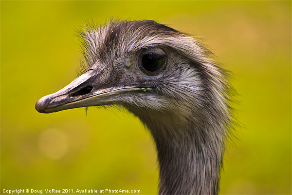 Emu Picture Board by Doug McRae