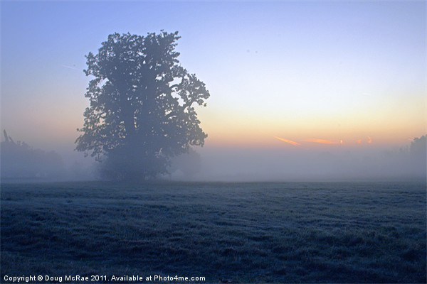 Oak in the mist Picture Board by Doug McRae
