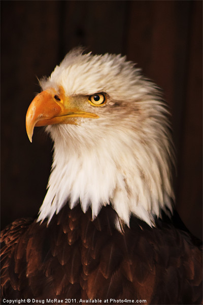 Bald Eagle Picture Board by Doug McRae