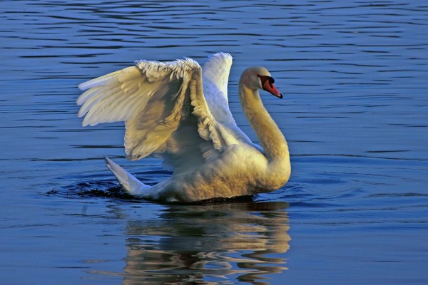 Mute Swan Picture Board by Doug McRae