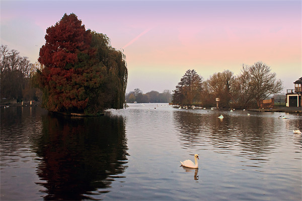 Thames at windsor Picture Board by Doug McRae