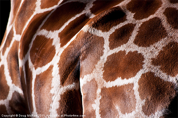 Giraffe hide Picture Board by Doug McRae