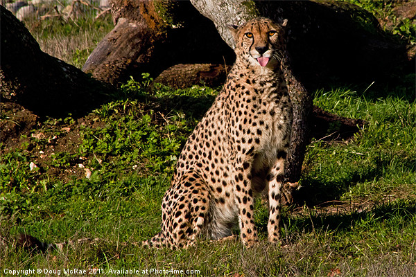 Cheetah blowing a raseberry Picture Board by Doug McRae