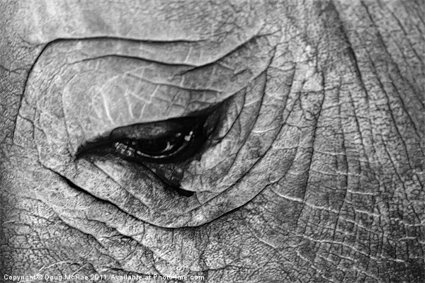 Rhino Picture Board by Doug McRae