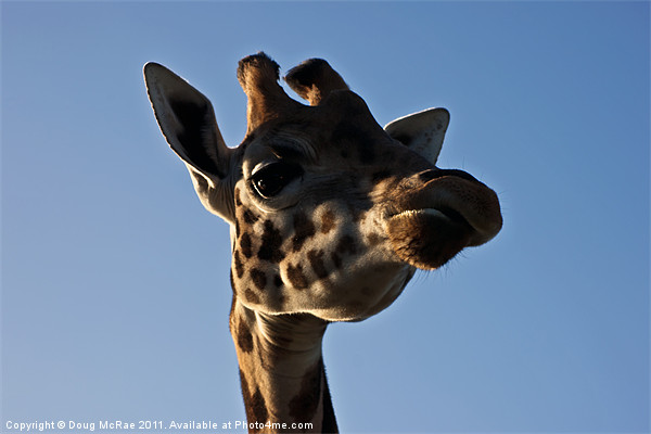 Giraffe's head Picture Board by Doug McRae