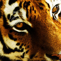 Buy canvas prints of Tigers eye by Doug McRae