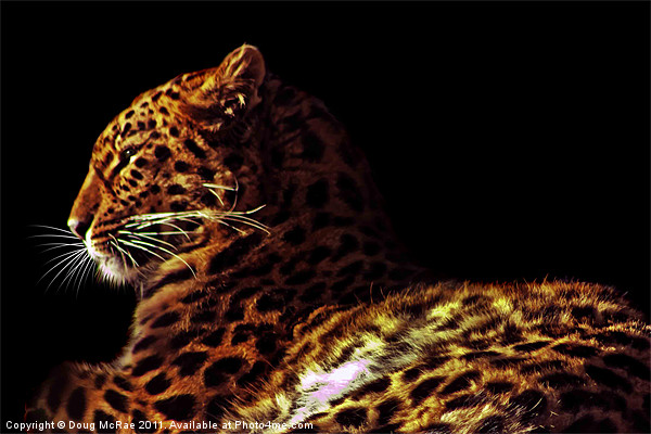 Amur leopard Picture Board by Doug McRae