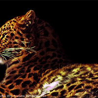 Buy canvas prints of Amur leopard by Doug McRae
