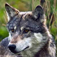 Buy canvas prints of Timber Wolf, Timberwolf, by Doug McRae