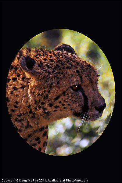 cheetah Portrait Picture Board by Doug McRae