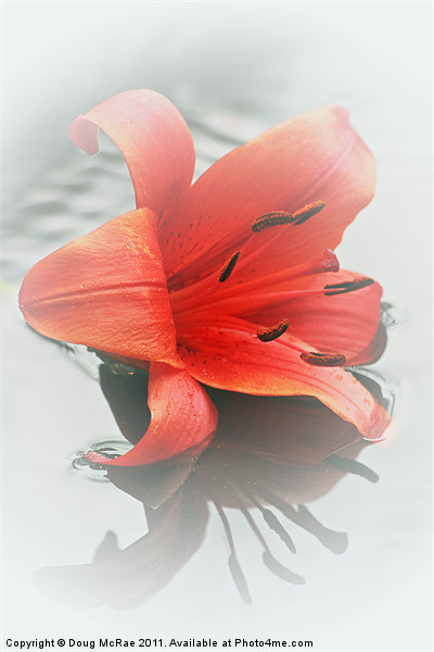 Soft red lily Picture Board by Doug McRae