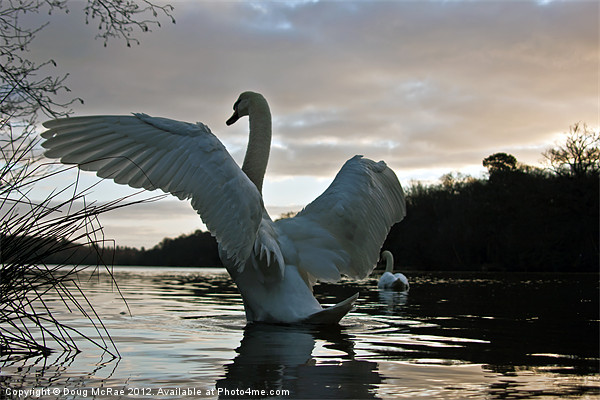 Morning Swans Picture Board by Doug McRae