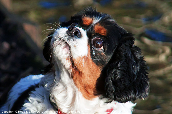 king charles spaniel Picture Board by Doug McRae