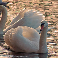 Buy canvas prints of Mute Swans by Doug McRae