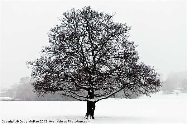 Snow oak Picture Board by Doug McRae