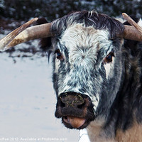 Buy canvas prints of Longhorn cow by Doug McRae