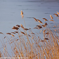 Buy canvas prints of Warm reeds by Doug McRae