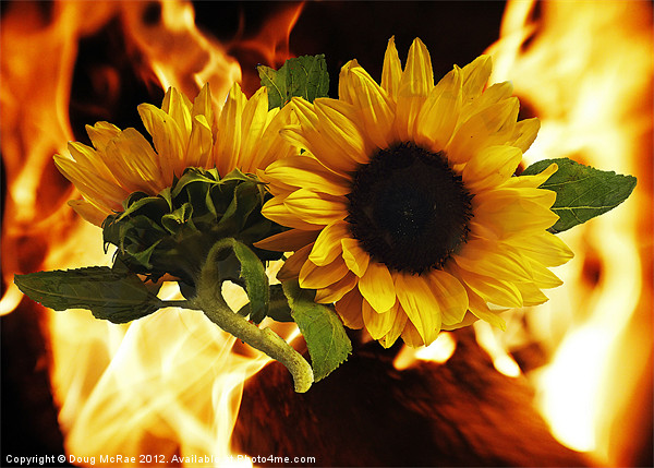 Flaming sunflowers Picture Board by Doug McRae