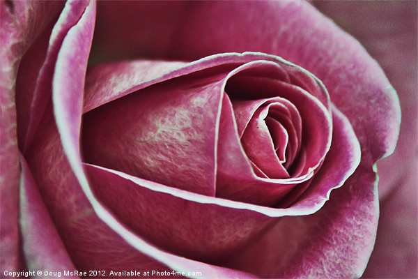 A rose in pink Picture Board by Doug McRae