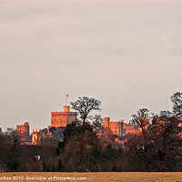 Buy canvas prints of Windsor castle from the park by Doug McRae