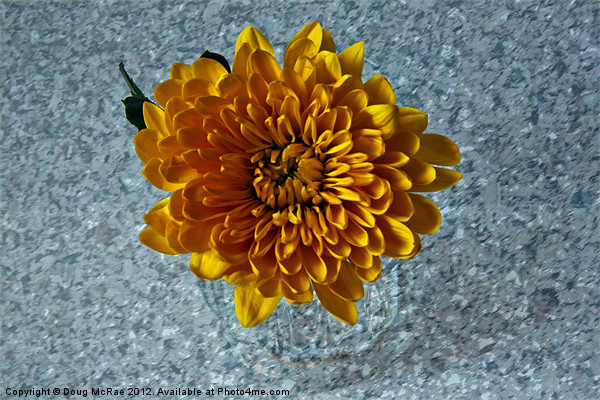 Chrysanthemum Picture Board by Doug McRae