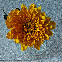 Buy canvas prints of Chrysanthemum by Doug McRae